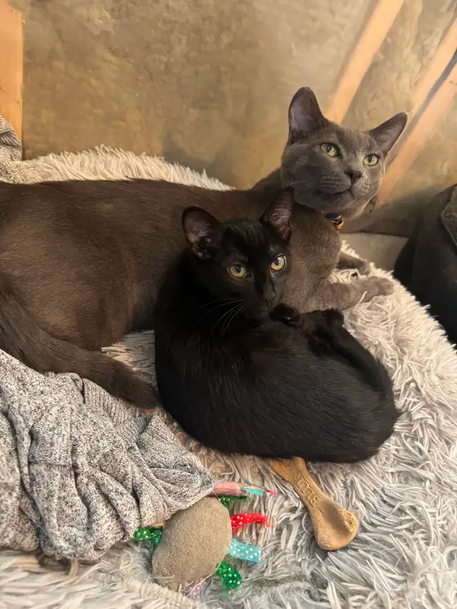 Russia Blue Female Kittens for Rehoming - Photo 8