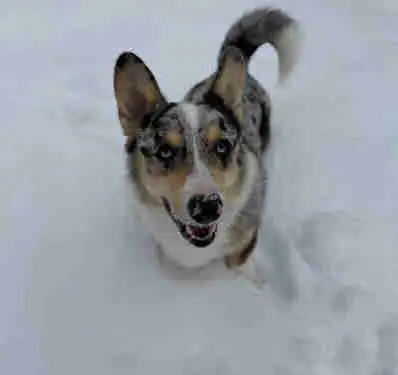 Adult Male Corgi - Blue Merle