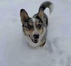 Adult Male Corgi - Blue Merle