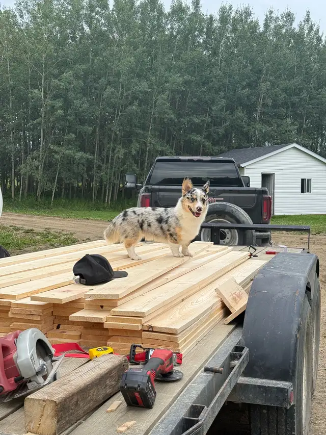 Adult Male Corgi - Blue Merle - Photo 2
