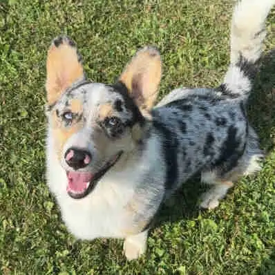 Adult Male Corgi - Blue Merle - Photo 3