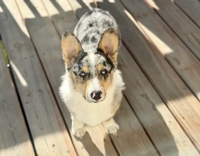 Adult Male Corgi - Blue Merle - Photo 4