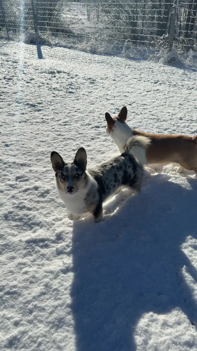 Adult Male Corgi - Blue Merle - Photo 5
