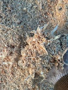 Coarse sawdust - Photo 3