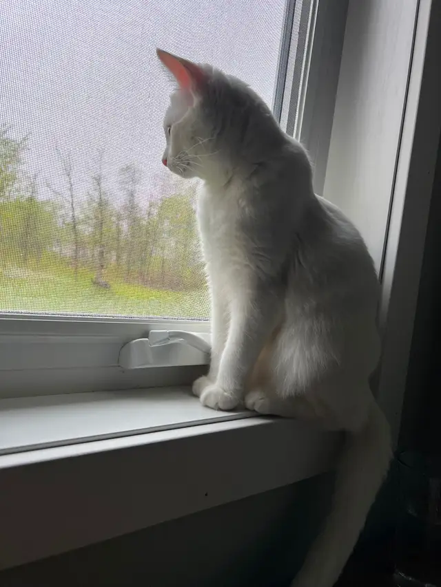 Female cat - Photo 2