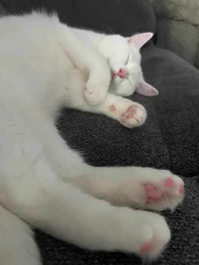 Female cat - Photo 3