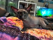 Sphynx MALES