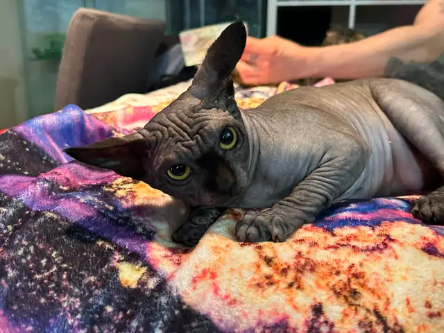 Sphynx MALES - Photo 2