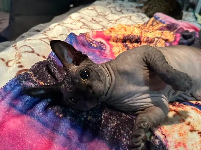 Sphynx MALES - Photo 3