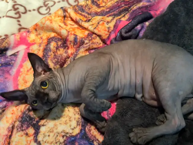 Sphynx MALES - Photo 4