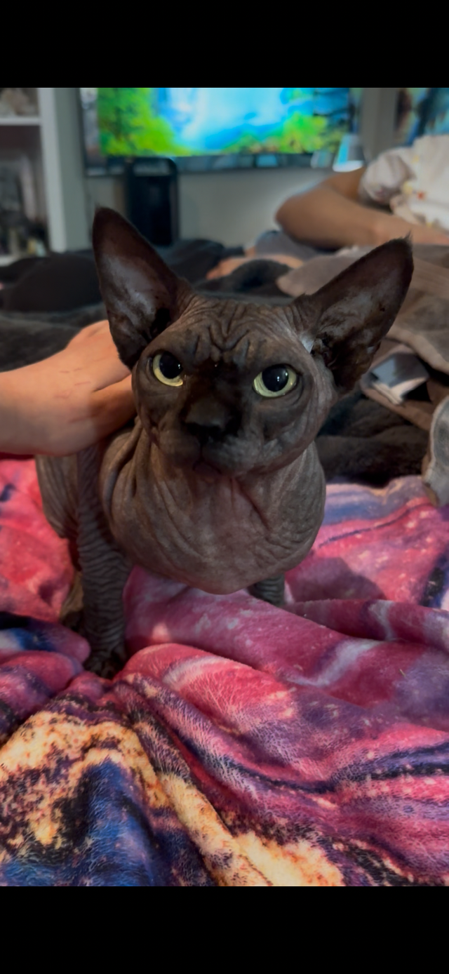 Sphynx MALES - Photo 5