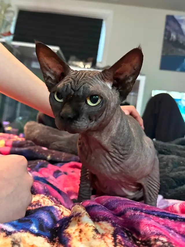 Sphynx MALES - Photo 6