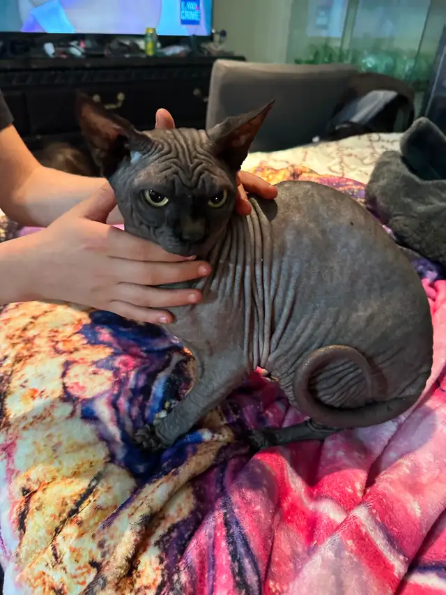 Sphynx MALES - Photo 7