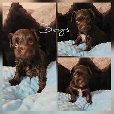 Rare dark chocolate yorkie puppies