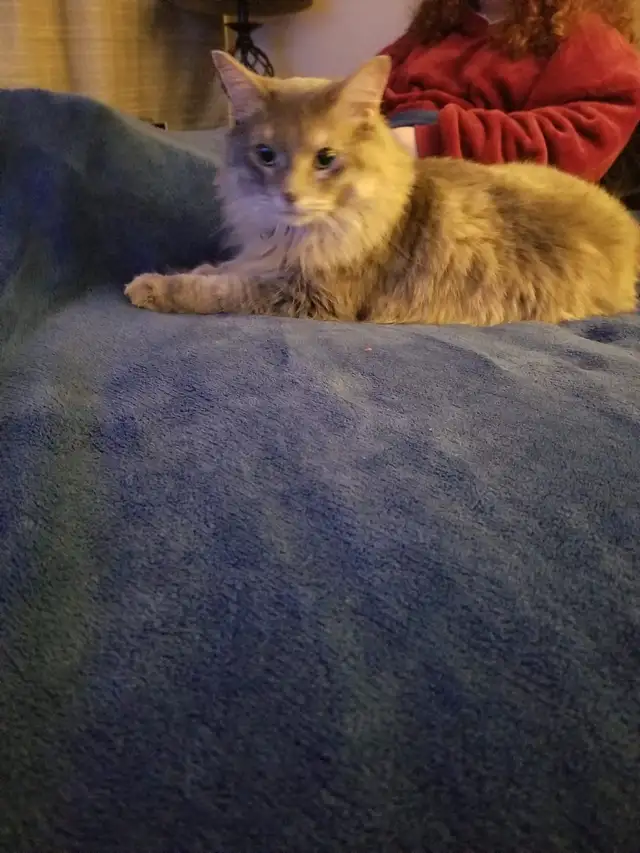 Cat looking for a loving home