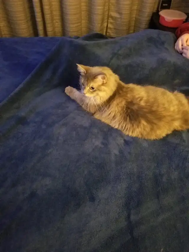 Cat looking for a loving home - Photo 2