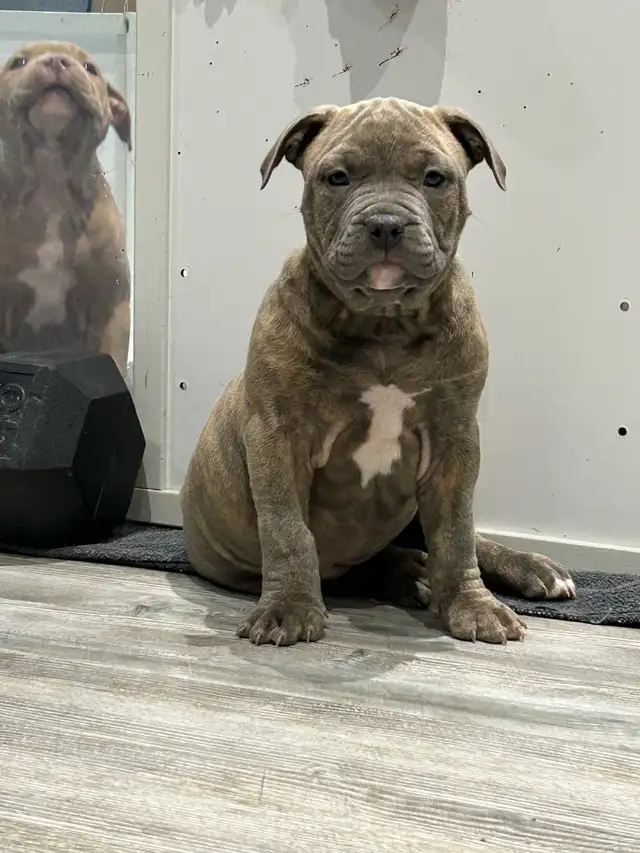 AM bu11y full breed - Photo 2