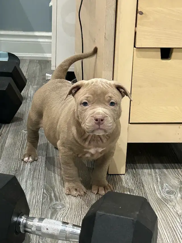 AM bu11y full breed - Photo 3