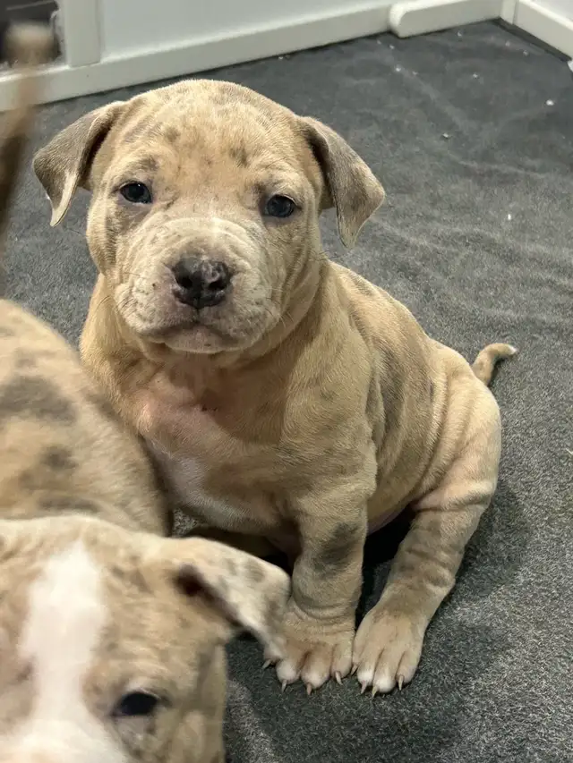 AM bu11y full breed - Photo 4