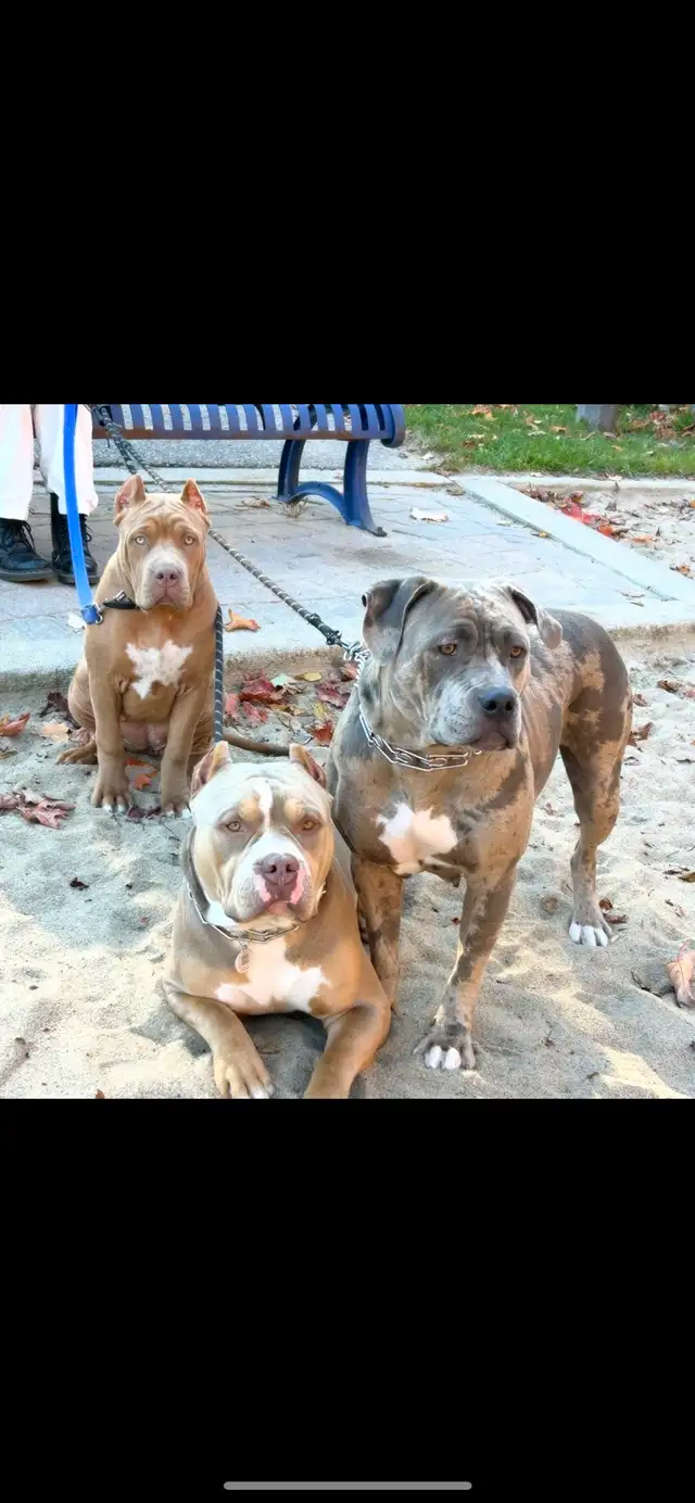 AM bu11y full breed - Photo 5