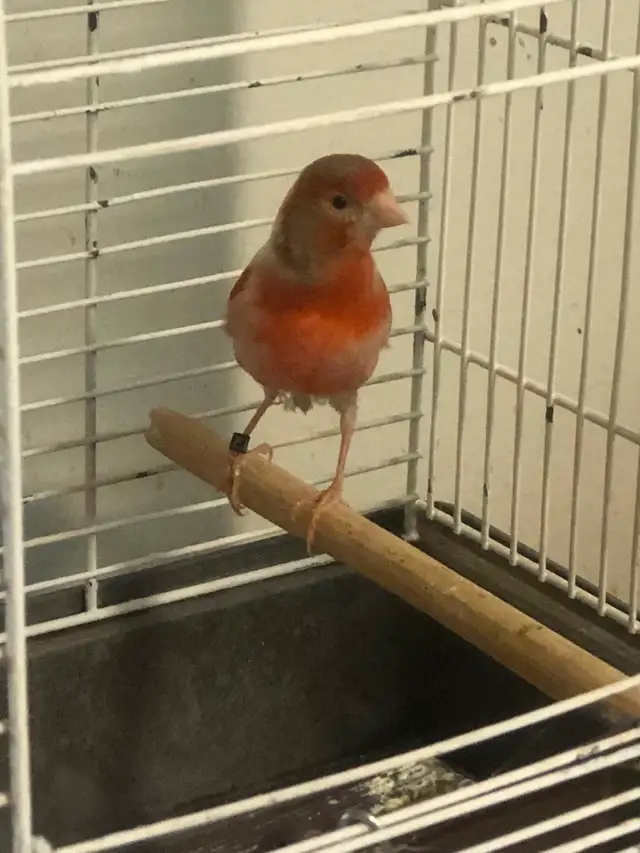 Red Canary with cage for sell