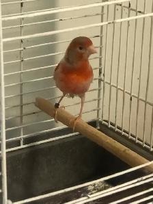 Red Canary with cage for sell