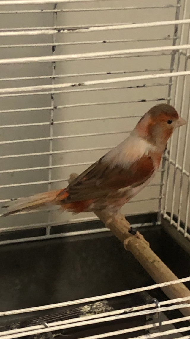 Red Canary with cage for sell - Photo 2