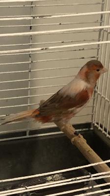 Red Canary with cage for sell - Photo 2
