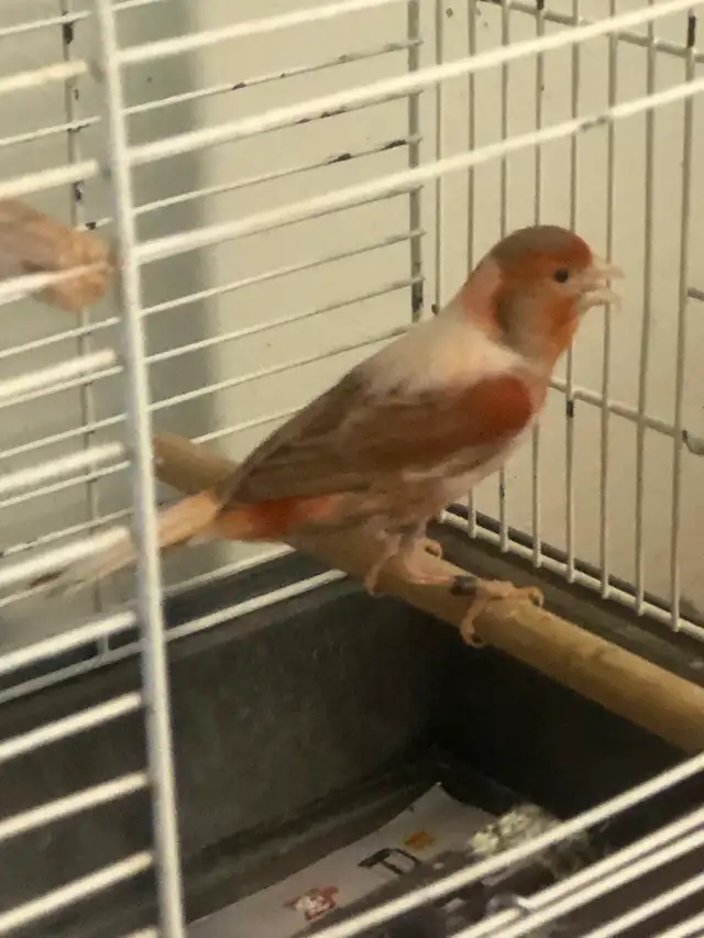 Red Canary with cage for sell - Photo 3