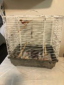 Red Canary with cage for sell - Photo 4