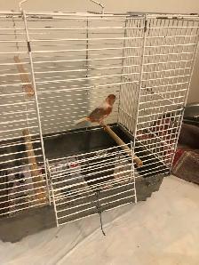 Red Canary with cage for sell - Photo 5