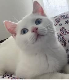 Adorables chatons British Shorthair.