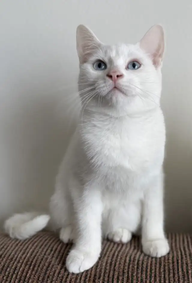 Adorables chatons British Shorthair. - Photo 2