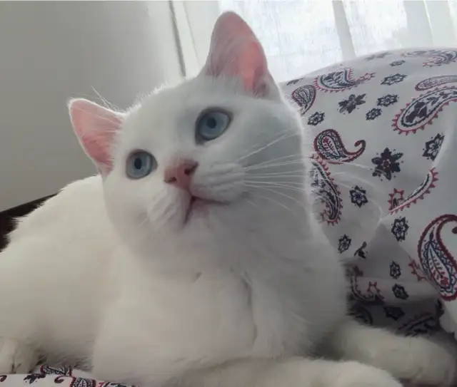 Adorables chatons British Shorthair. - Photo 3