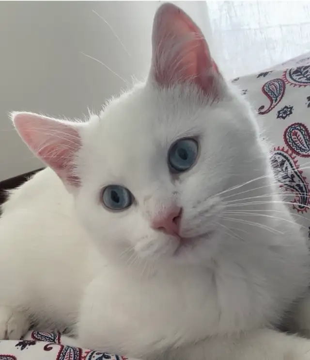 Adorables chatons British Shorthair. - Photo 4