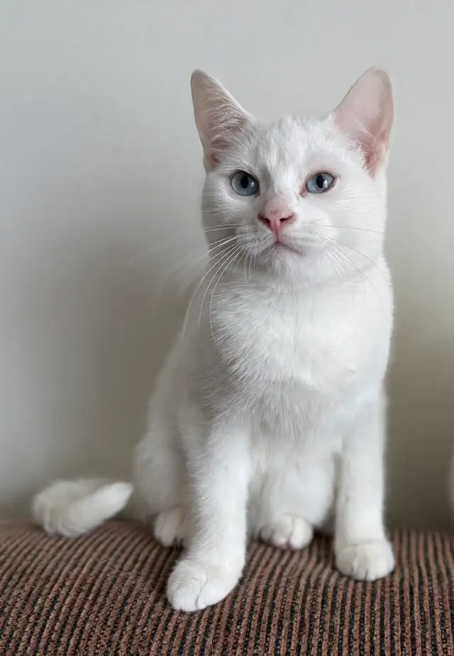 Adorables chatons British Shorthair. - Photo 5