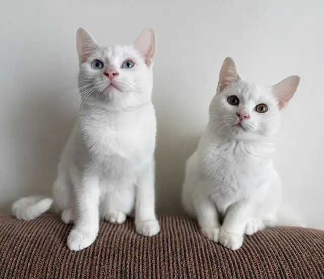 Adorables chatons British Shorthair. - Photo 6