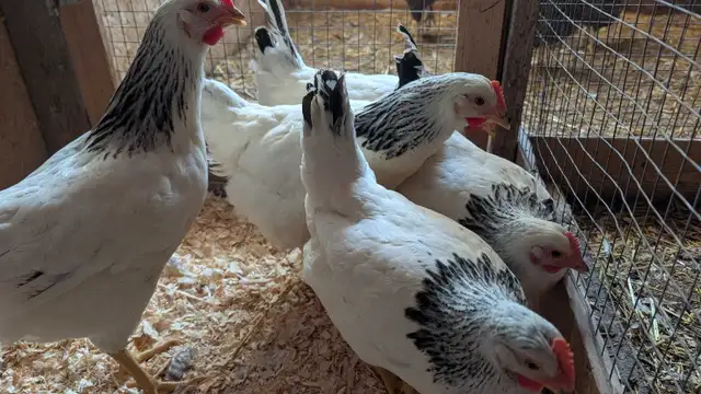 Columbian rock pullets
