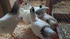 Columbian rock pullets