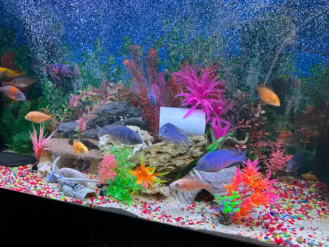 Plusieurs jeunes Cyclidee africain à Repentigny bébé a 5