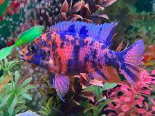 Plusieurs jeunes Cyclidee africain à Repentigny bébé a 5 - Photo 4