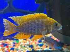 Plusieurs jeunes Cyclidee africain à Repentigny bébé a 5 - Photo 7