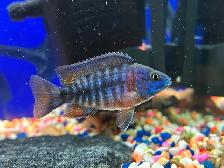 Plusieurs jeunes Cyclidee africain à Repentigny bébé a 5 - Photo 8