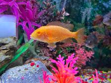 Plusieurs jeunes Cyclidee africain à Repentigny bébé a 5 - Photo 9