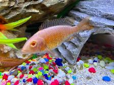 Plusieurs jeunes Cyclidee africain à Repentigny bébé a 5 - Photo 10