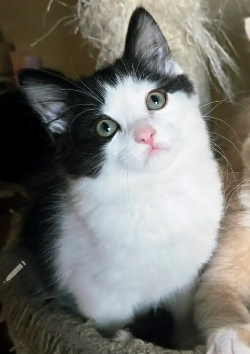 LAST ONE! Adorable Chubby Persian-Ragdoll mix boy available