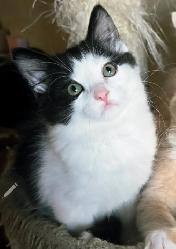 LAST ONE! Adorable Chubby Persian-Ragdoll mix boy available