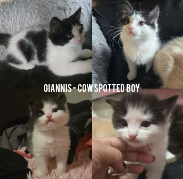 LAST ONE! Adorable Chubby Persian-Ragdoll mix boy available - Photo 2