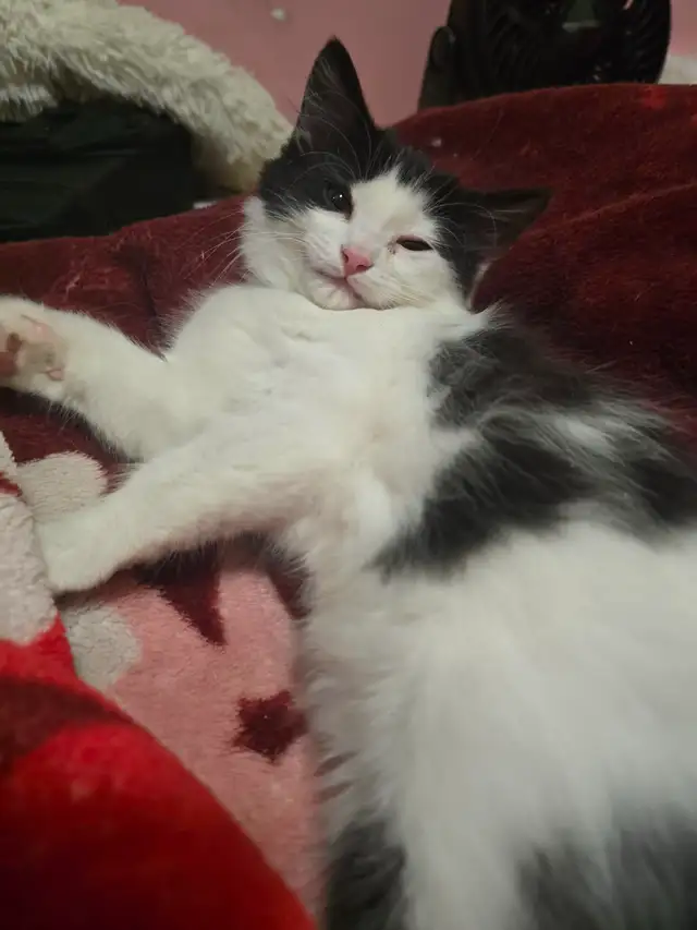 LAST ONE! Adorable Chubby Persian-Ragdoll mix boy available - Photo 3