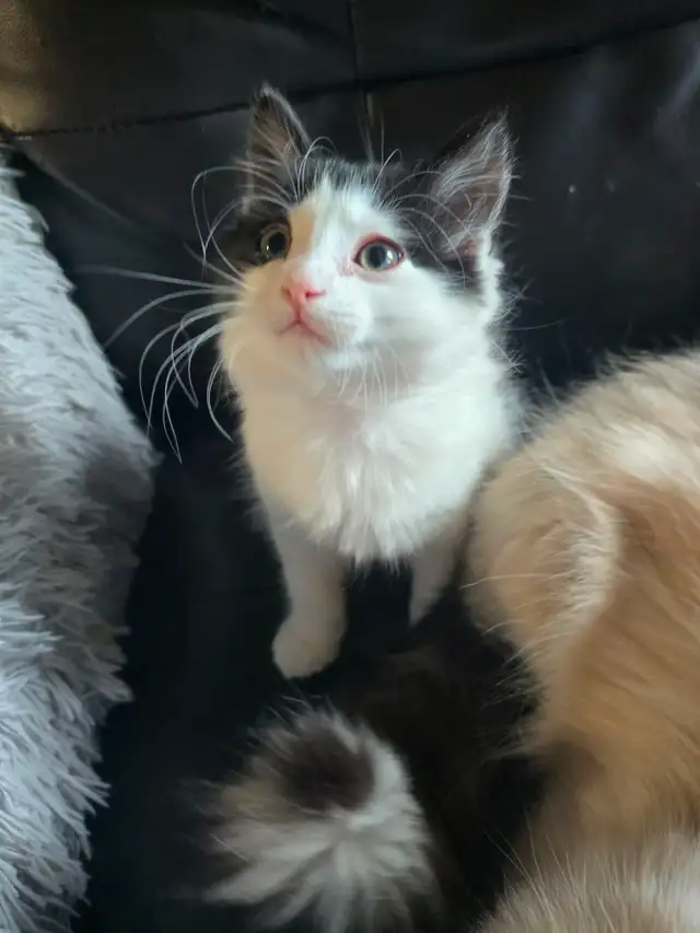 LAST ONE! Adorable Chubby Persian-Ragdoll mix boy available - Photo 4